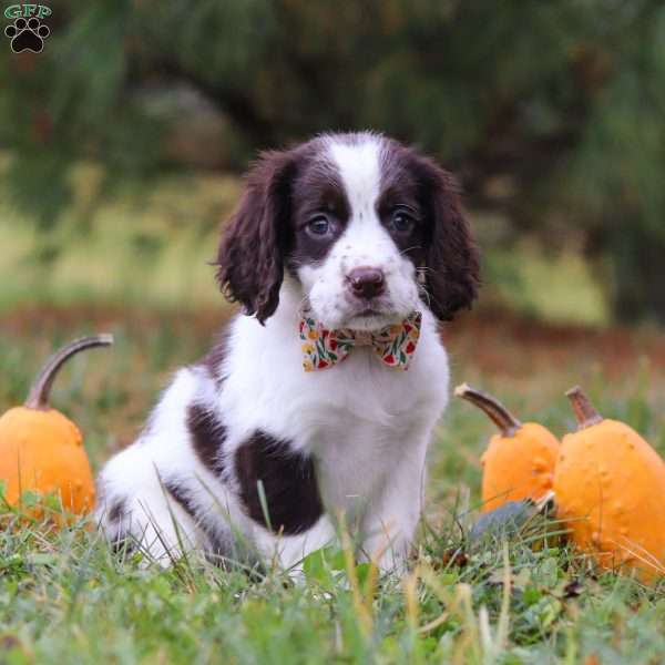 Kelly, English Springer Spaniel Puppy