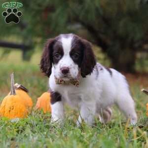 Kelly, English Springer Spaniel Puppy