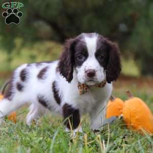 Kelly, English Springer Spaniel Puppy