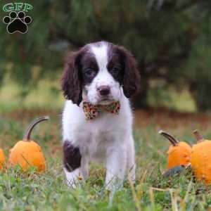 Kelly, English Springer Spaniel Puppy