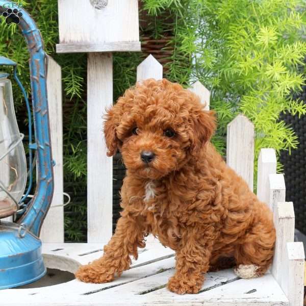 Kelly, Miniature Poodle Puppy