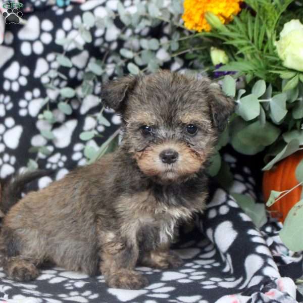 Kelly, Havanese Puppy