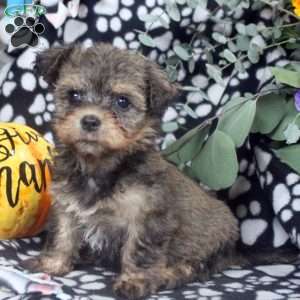 Kelly, Havanese Puppy