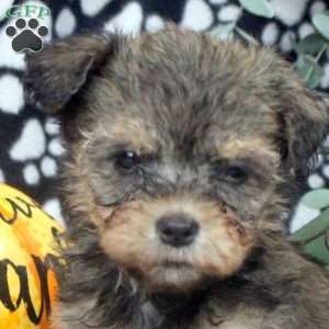 Kelly, Havanese Puppy