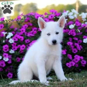 Kelly, German Shepherd Mix Puppy