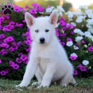 Kelly, German Shepherd Mix Puppy