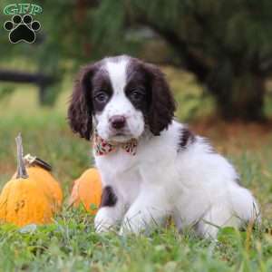 Kelly, English Springer Spaniel Puppy