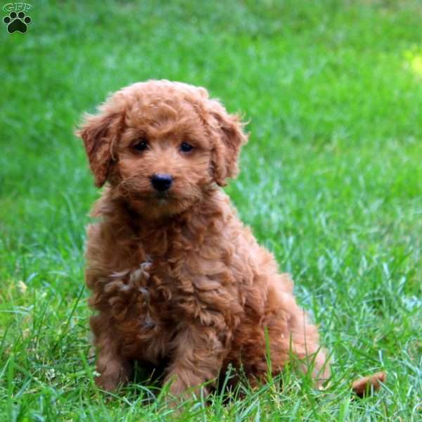 Kelsey, Mini Goldendoodle Puppy