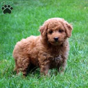 Kelsey, Mini Goldendoodle Puppy