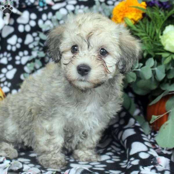 Kendall, Havanese Puppy