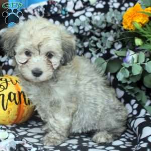 Kendall, Havanese Puppy