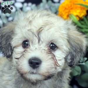 Kendall, Havanese Puppy