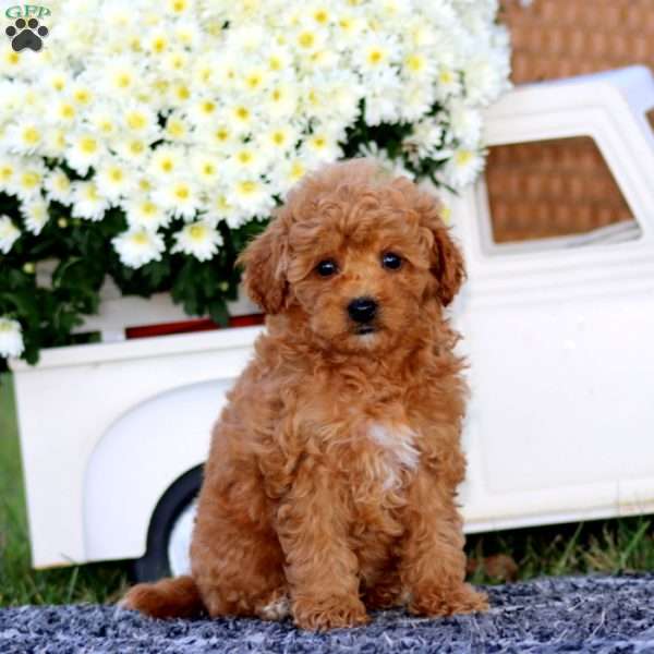 Kendra, Bich-Poo Puppy