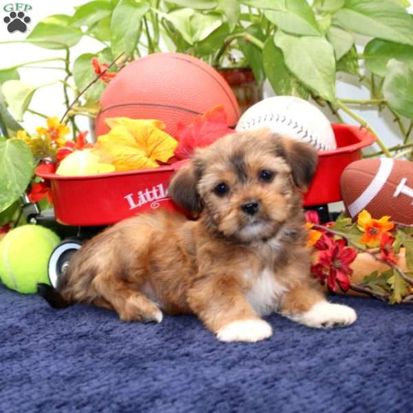 Kendra, Shorkie Puppy