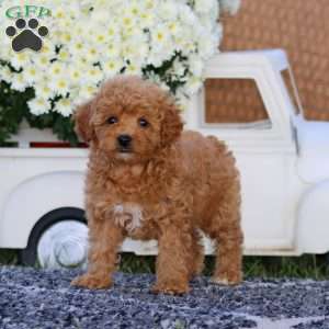 Kendra, Bich-Poo Puppy