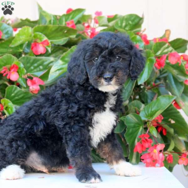 Kenny, Mini Bernedoodle Puppy