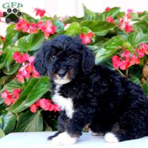 Kenny, Mini Bernedoodle Puppy