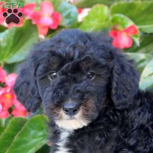Kenny, Mini Bernedoodle Puppy