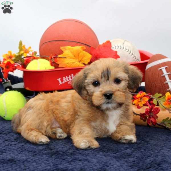 Kenny, Shorkie Puppy