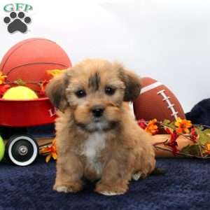 Kenny, Shorkie Puppy