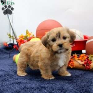 Kenny, Shorkie Puppy