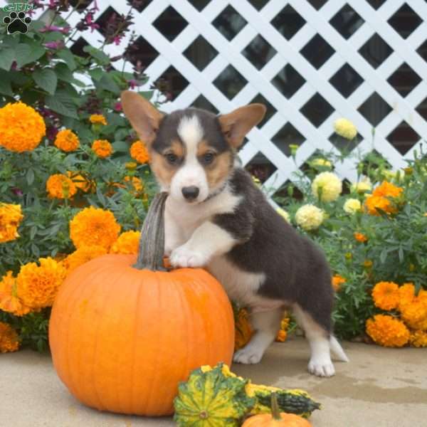 Kenzo, Pembroke Welsh Corgi Puppy