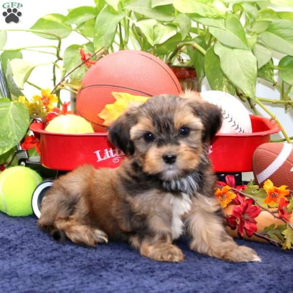 Kervin, Shorkie Puppy