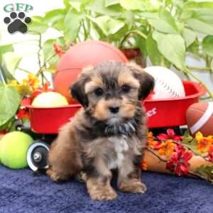 Kervin, Shorkie Puppy