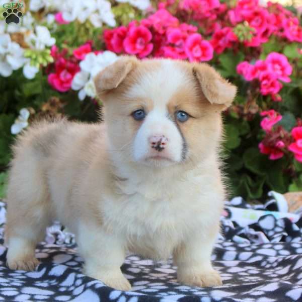 Kevin, Pembroke Welsh Corgi Puppy