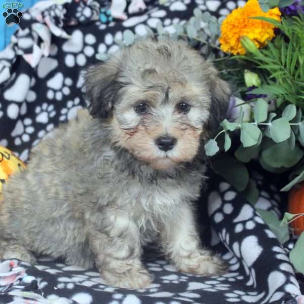 Kevin, Havanese Puppy