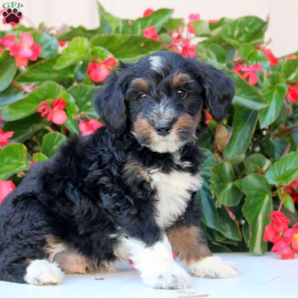 Kevin, Mini Bernedoodle Puppy