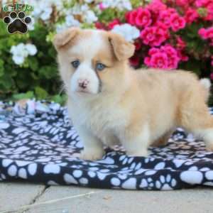 Kevin, Pembroke Welsh Corgi Puppy