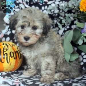 Kevin, Havanese Puppy