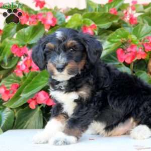 Kevin, Mini Bernedoodle Puppy