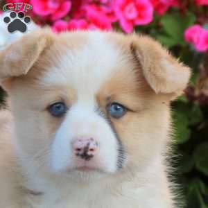 Kevin, Pembroke Welsh Corgi Puppy