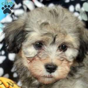 Kevin, Havanese Puppy