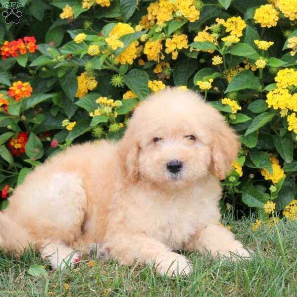 Khloe, Goldendoodle Puppy