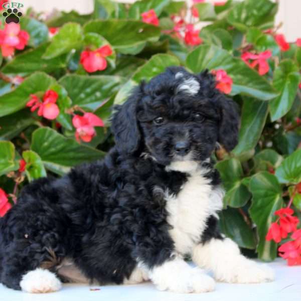 Khloe, Mini Bernedoodle Puppy