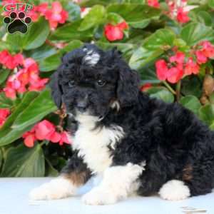 Khloe, Mini Bernedoodle Puppy