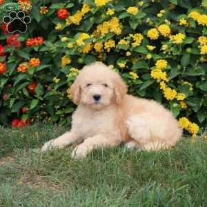 Khloe, Goldendoodle Puppy