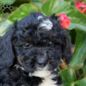 Khloe, Mini Bernedoodle Puppy