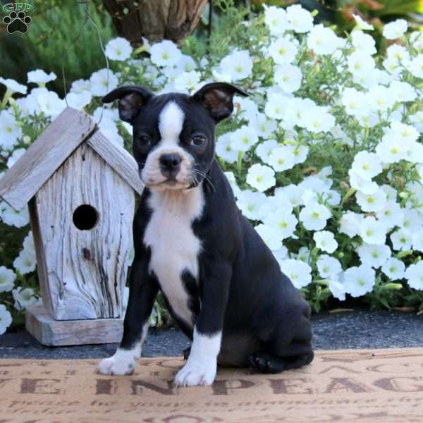 Kia, Boston Terrier Puppy