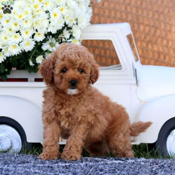 Kia, Bich-Poo Puppy