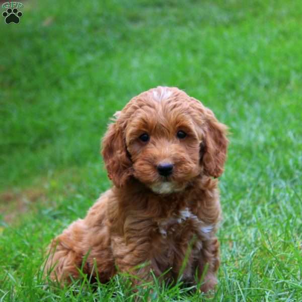 Kia, Mini Goldendoodle Puppy