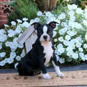 Kia, Boston Terrier Puppy