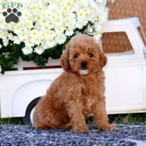 Kia, Bich-Poo Puppy