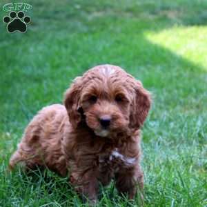 Kia, Mini Goldendoodle Puppy