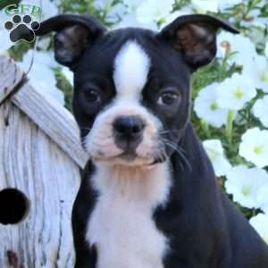 Kia, Boston Terrier Puppy