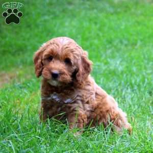 Kia, Mini Goldendoodle Puppy