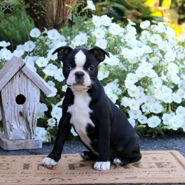 Kierra, Boston Terrier Puppy